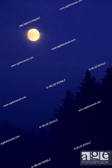 Full Moon Over Spruce Forest Stock Photo Picture And Rights Managed