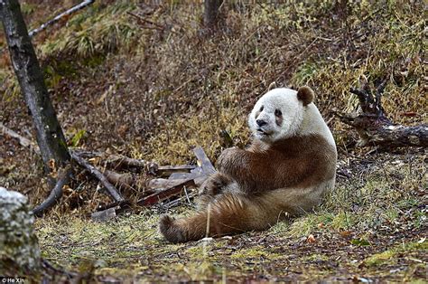 Meet The Worlds Only Brown Panda Qizai As His Keeper Reveals Funny
