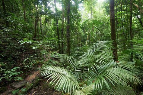 Mossman Gorge Daintree National Park The Oldest Rainforest In The