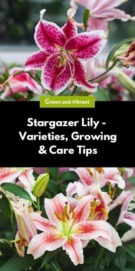 Stargazer Lily Varieties Growing And Care Tips In 2020 Stargazer