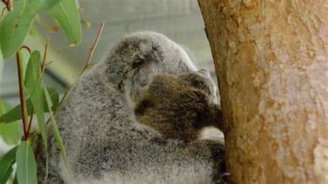 Koalas Phantom And Lizzy Released Back Into The Wild The Courier Mail