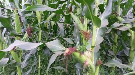 The Best Maize Varieties In Kenya Comprises Of Two Composites Katumani