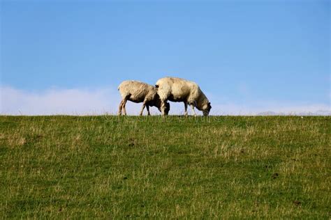 Two Sheep Grazing In Green Pastures Stock Image Image Of Nature