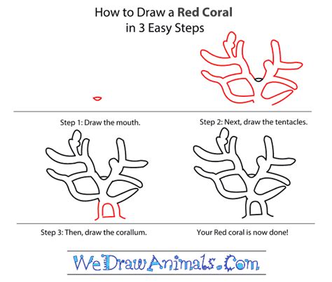 How To Draw A Red Coral