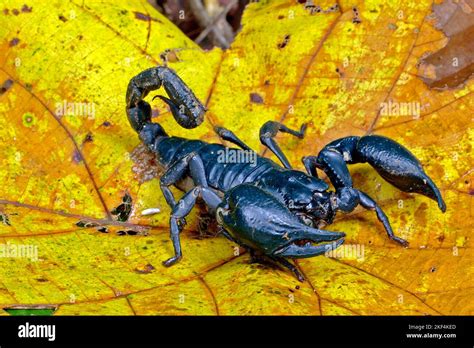 Khao Yai Np Thailand Skorpion Pandinoratum Spec Blauer Skorpion