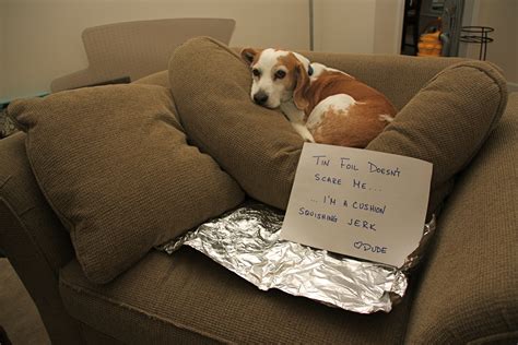 Couch Potato Dogs Driverlayer Search Engine