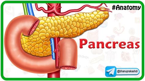 Anatomy Of The Pancreas Animation Relations Neurovascular Supply