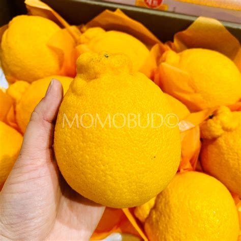 Jeju Hallabong Orange T Box 3kg — Momobud