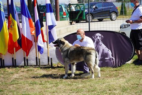 Der ciobănesc românesc carpatin ist ein verhältnismäßig großer hund, der aber gleichzeitig beweglich, kraftstrotzend und keinesfalls schwer erscheinen soll. Au trecut 5 ani de la recunoasterea internationala a ...