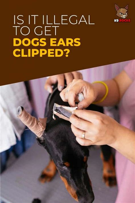 Is It Illegal To Get Dogs Ears Clipped K9 Rocks