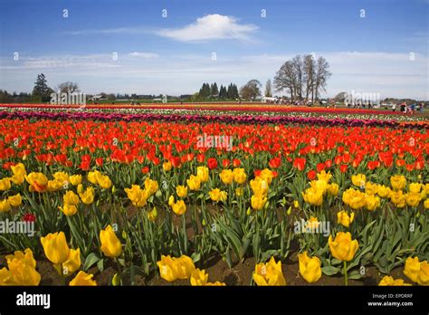 Visitors Enjoy The Spring Tulip Festival At The Wooden Shoe Tulip Farm