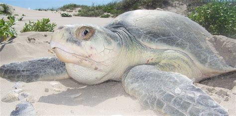 Helping Endangered Sea Turtles One Emergency Surgery At A Time