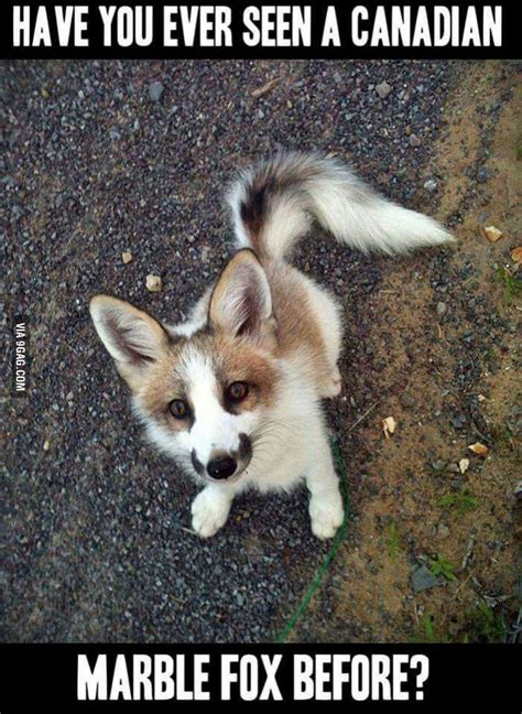 Canadian Marble Fox Really Cute Animals Cute Animals