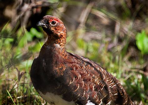 Willow Ptarmigan Or Willow Grouse Photograph By Dave Walsh