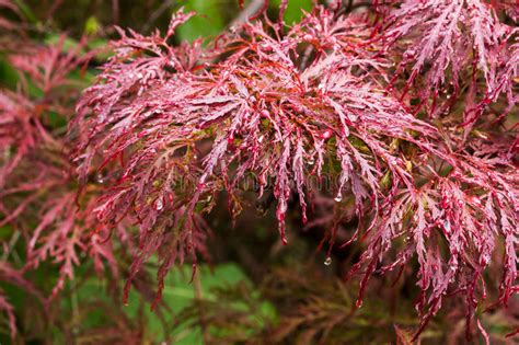 Japanese Maple Stock Image Image Of Outdoors Tree Leaves 41618687