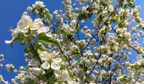 5 Best Spring Flowering Trees For Connecticut Barts Tree Service