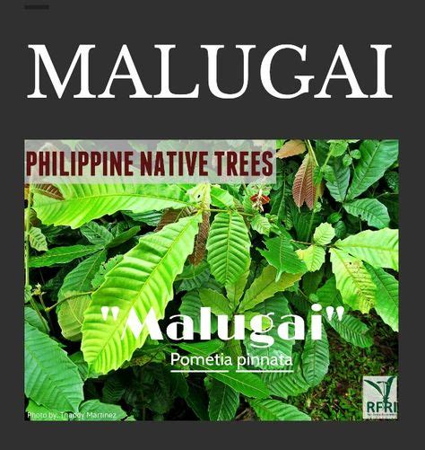 72 Native Trees Of The Philippines Ideas Forest Plants Trees To