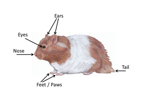 What Are The Parts Of A Hamster Body Choose Hamster Cages