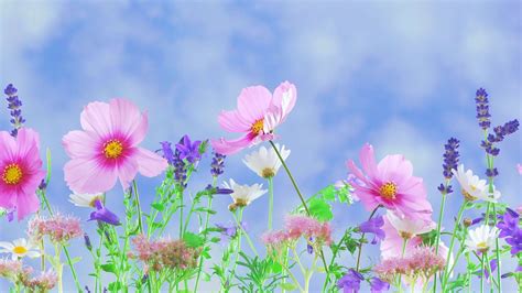 1920 X 1080 Flower Wallpapers Top Free 1920 X 1080 Flower Backgrounds