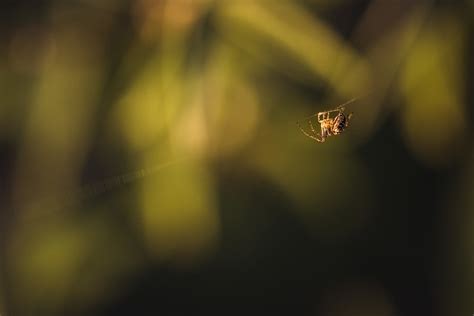 Insecte Et Autres Flickr