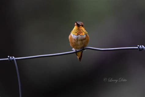 Larry Ditto Nature Photography Newsletter