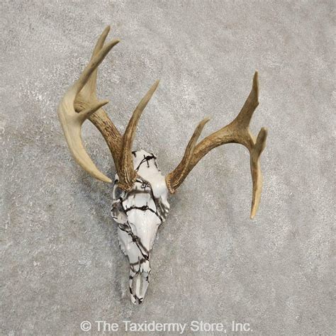 20374 P Whitetail Deer Reproduction Skull European Taxidermy Mount