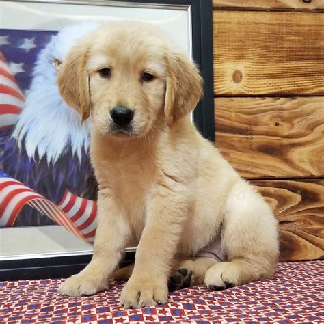 √√ Golden Retriever Puppies For Sale Free State South Africa Buy