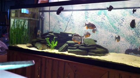 Red Belly Piranha Fish Tank