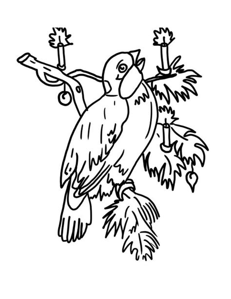 Since robins sing frequently, you can find them by. Beautiful Robin Bird on Christmas Coloring Page - Download ...