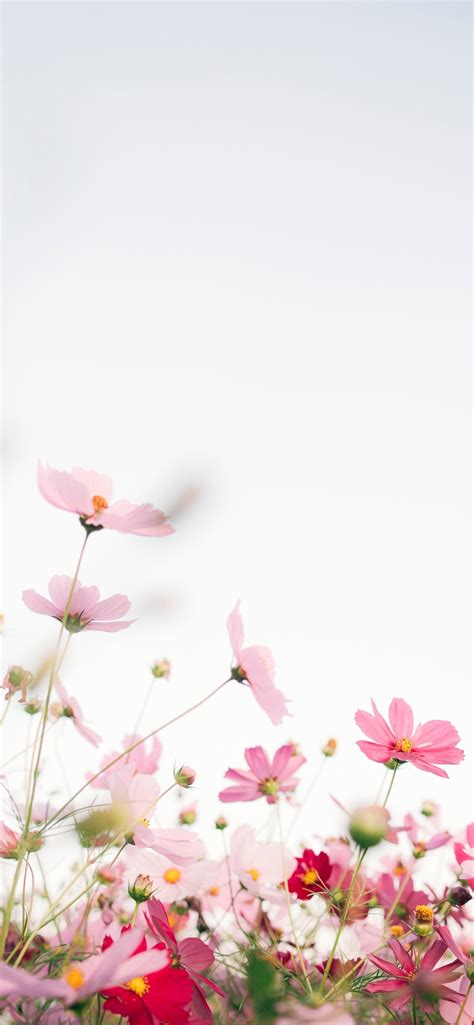 Pink Flowers With White Background Iphone Wallpapers Free Download