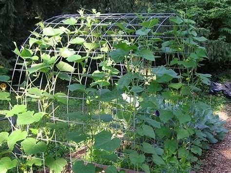 Cucumber Trellis For Straighter Fresh And Clean Cukes