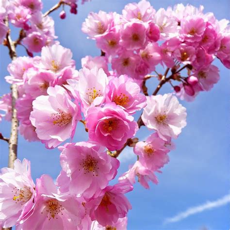 Animasi Bergerak Bunga Sakura Berguguran Animasi Bunga Sakura Jepang