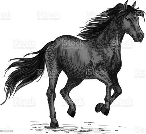 Sketsa Kuda Jantan Gallop Atau Kuda Abling Ilustrasi Stok Unduh