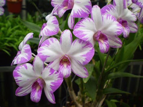 Dendrobium K And K Orchids