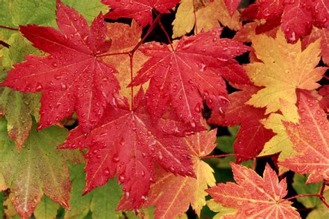 Download Wallpaper Autumn Leaf Fall Leaves Trees Desktop Hd Html By