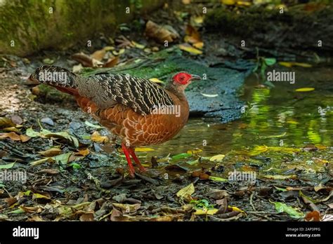 Female Siamese Fireback Standing Near Small Pond To Drink Water Stock