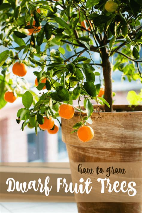 Easy video guide fruit trees are no stranger to aphids but can easily be controlled using simple methods. Growing Dwarf Fruit Trees • The Prairie Homestead | Dwarf ...