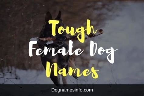 Top 500 Tough Female Dog Names 2024
