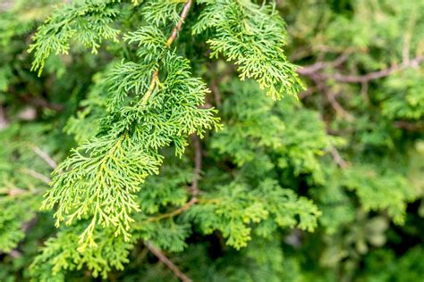 How To Grow And Care For Hinoki Cypress