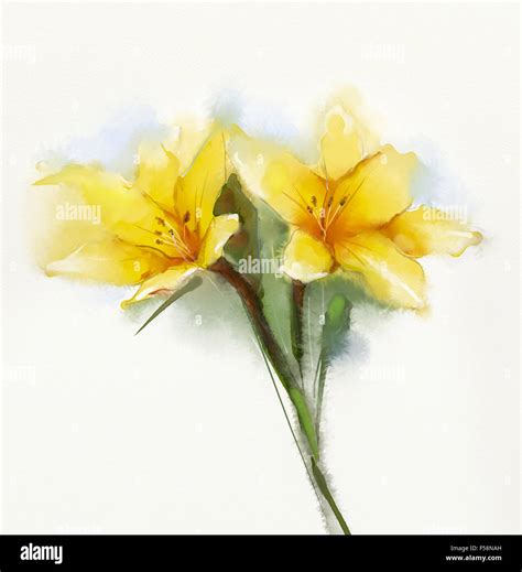 Watercolor Painting Yellow Lilies Flower Hand Painted Close Up Of