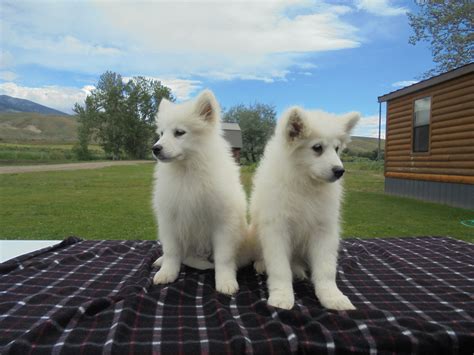 Please visit our site to see what samoyed puppies we have for sale! Samoyed Puppies For Sale | Salmon, ID #278616 | Petzlover