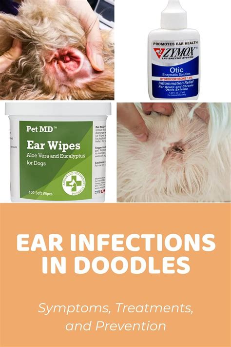 Antibiotics For Dogs Ear Infection Over The Counter