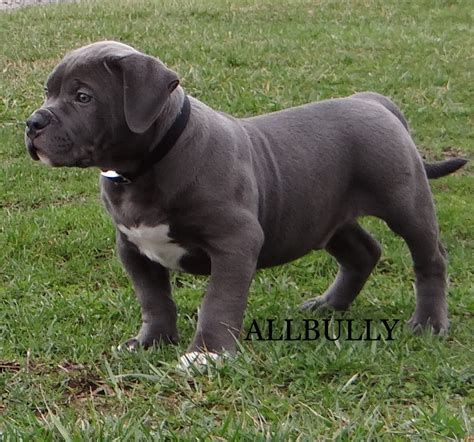 American bully puppies for sale! American Bully Puppies For Sale | Ohio 618, OH #271031