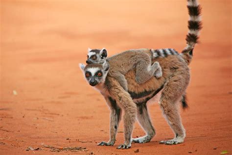 Guide To Wildlife Watching And Photography In Madagascar