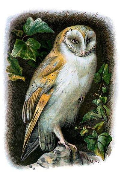Barn Owl Illustrations Royalty Free Vector Graphics And Clip Art Istock