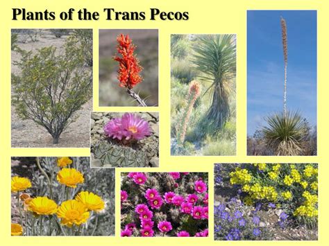 Ppt Texas Ecoregions Powerpoint Presentation Free Download Id2007677