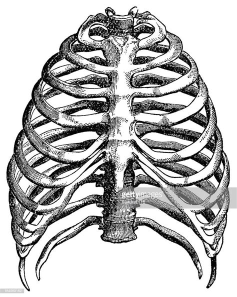 Pin By Olivier Figueroa On Cage Thoracique Human Ribs Skeleton Drawings Rib Cage Drawing