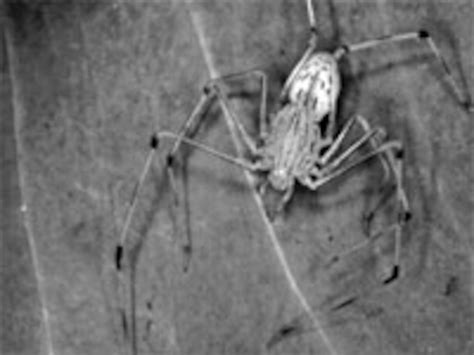 singaporean spiders spit venomous glue work together eat each other