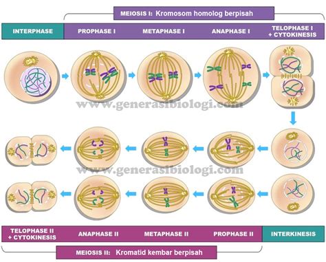 Tahapan Pembelahan Meiosis Lengkap Beserta Gambar Generasi Biologi