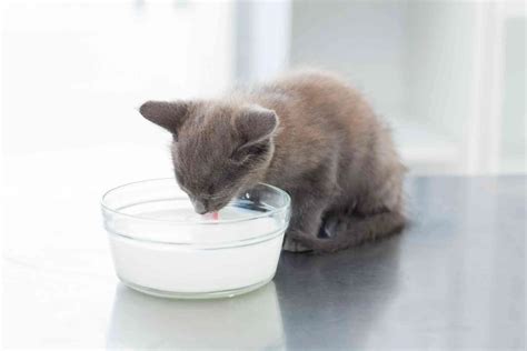 Why Do Cats Like Milk So Much